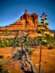 Sedona Red Rocks and Wine Country Tour image 5