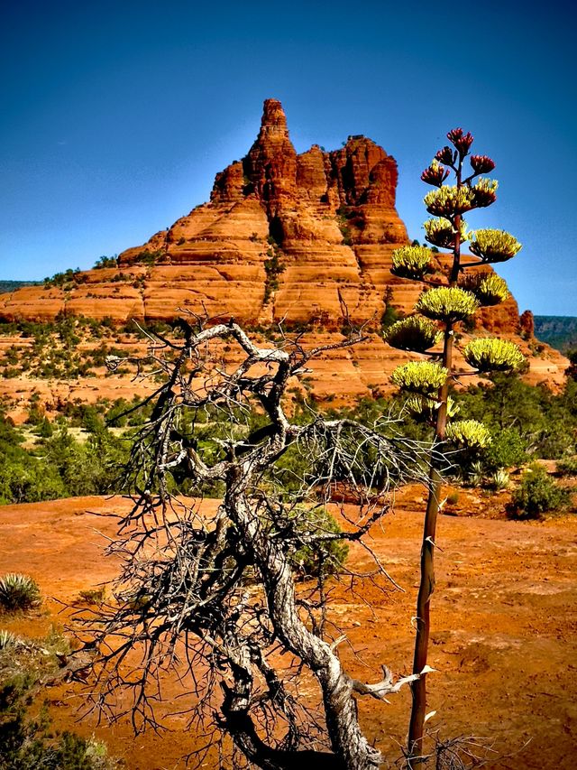Sedona Red Rocks & Wine Country Day Tour from Scottsdale image 4