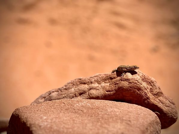 Antelope Canyon and Horseshoe Bend Tour image 35