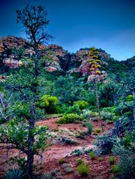 Towering flowering agave stalk and twisted juniper amid green shrubs on red-soil desert with layered red‑rock cliffs and deep blue sky — Southwestern canyon landscape.