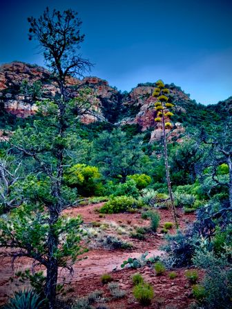 Towering flowering agave stalk and twisted juniper amid green shrubs on red-soil desert with layered red‑rock cliffs and deep blue sky — Southwestern canyon landscape.
