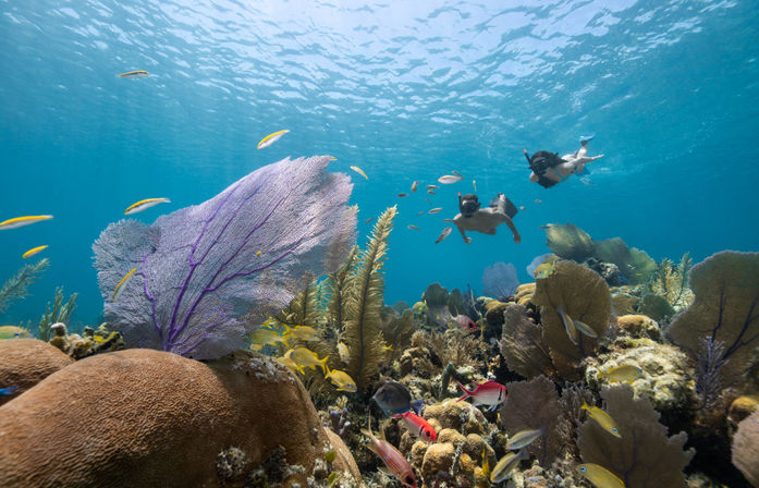 Two snorkelers gliding over a sunlit tropical coral reef with a large purple sea fan and colorful reef fish in clear turquoise water