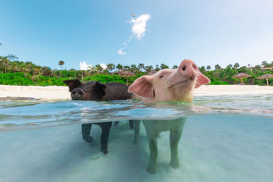 Playful pink and black pigs wading in clear turquoise shallow water off a tropical sandy beach lined with palm trees and thatched umbrellas.