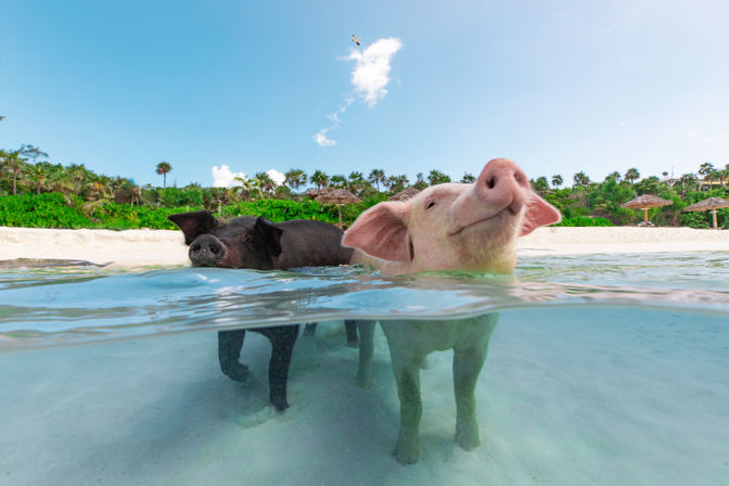 Playful pink and black pigs wading in clear turquoise shallow water off a tropical sandy beach lined with palm trees and thatched umbrellas.