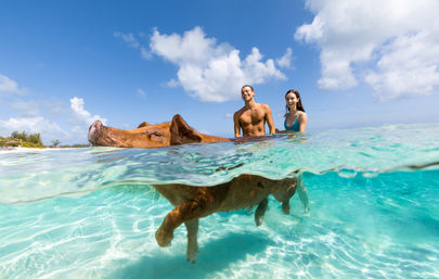 Split-view photo of a brown pig swimming in clear turquoise tropical water with two smiling beachgoers standing behind it and a sandy shoreline under a sunny blue sky