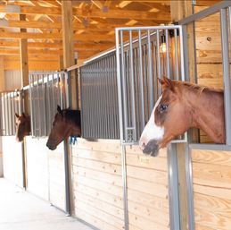 Wine Tasting + Interactive Horse Experience by Eqwine Social image 6