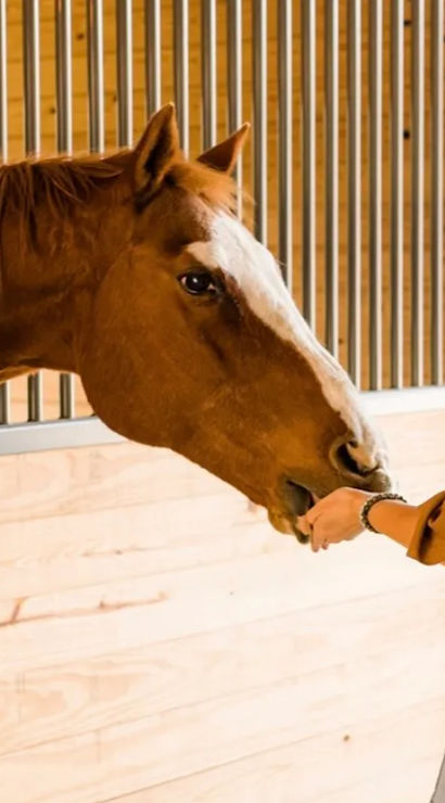 Person in a wide-brim hat feeding a chestnut horse over a wooden stall in a sunlit barn stable