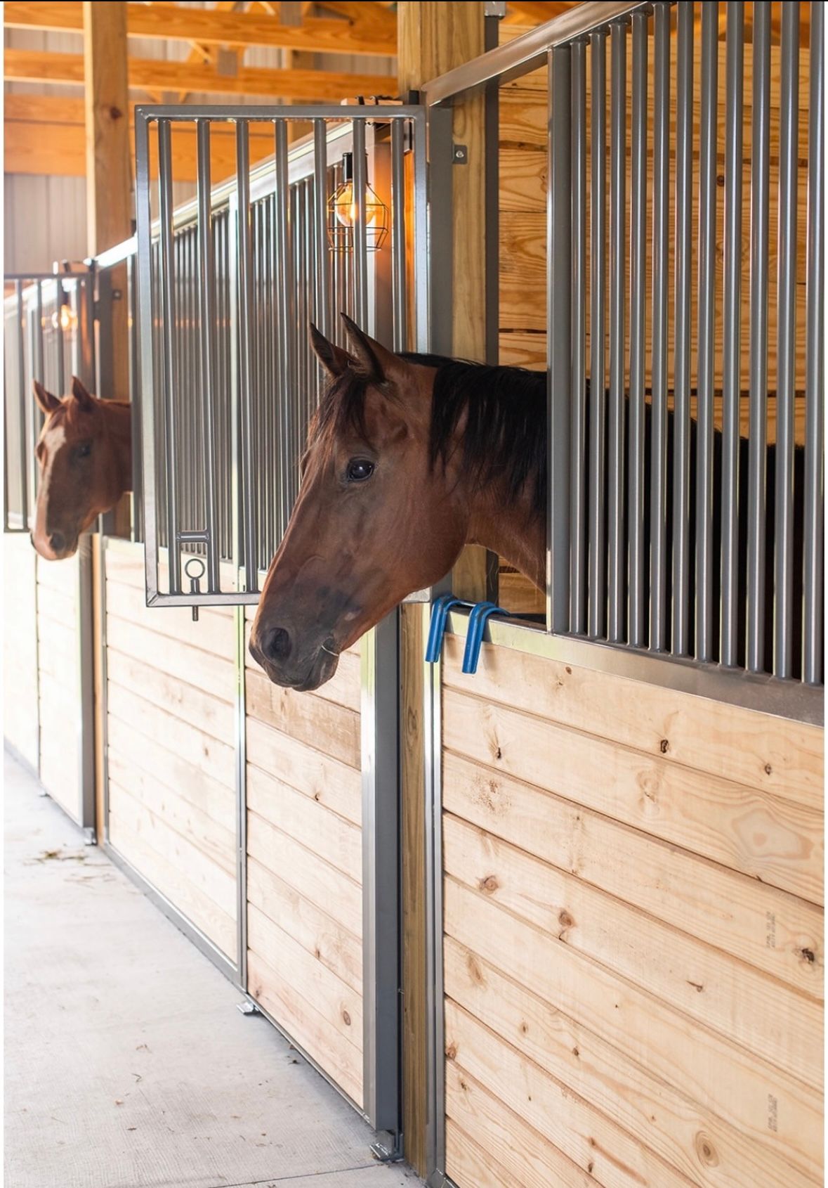 Wine Tasting + Interactive Horse Experience by Eqwine Social image 4