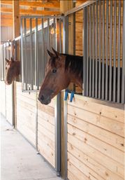 Wine Tasting + Interactive Horse Experience by Eqwine Social image 4