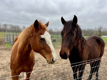 Wine Tasting + Interactive Horse Experience by Eqwine Social image 8