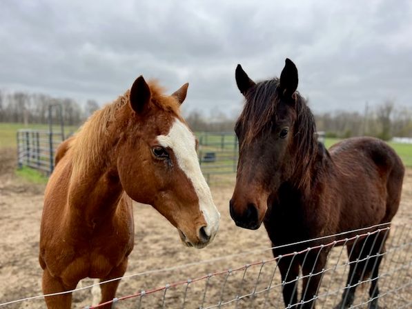 Wine Tasting + Interactive Horse Experience by Eqwine Social image 8