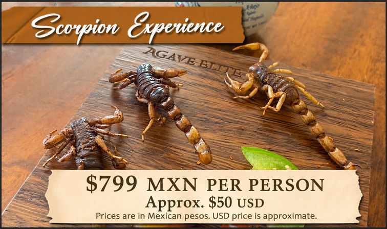 Cabo San Lucas scorpion & tequila tasting image 8