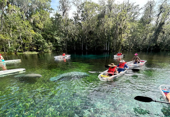 Visitors in clear kayaks paddling on a crystal-clear freshwater spring surrounded by cypress trees, turquoise water revealing manatees gliding below
