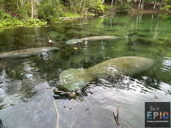 Three manatees resting in a clear, shallow freshwater spring near a tree-lined shore, with aquatic plants and gentle ripples on the water