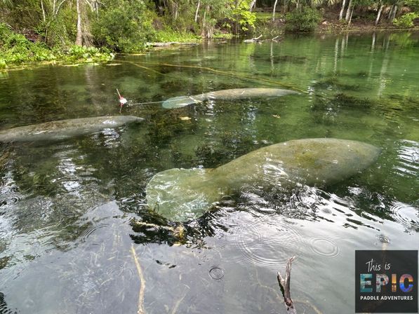 Three manatees resting in a clear, shallow freshwater spring near a tree-lined shore, with aquatic plants and gentle ripples on the water