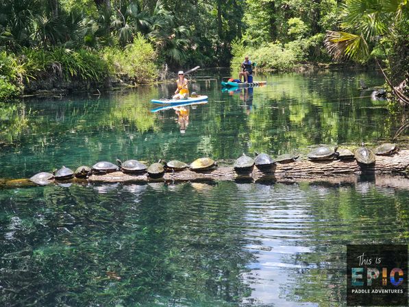Two paddleboarders gliding on crystal-clear spring water past a log lined with sunning turtles, surrounded by lush green trees and palms.