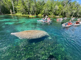Gentle manatee gliding in crystal-clear turquoise spring water beside transparent kayaks with paddlers near a tree-lined shoreline
