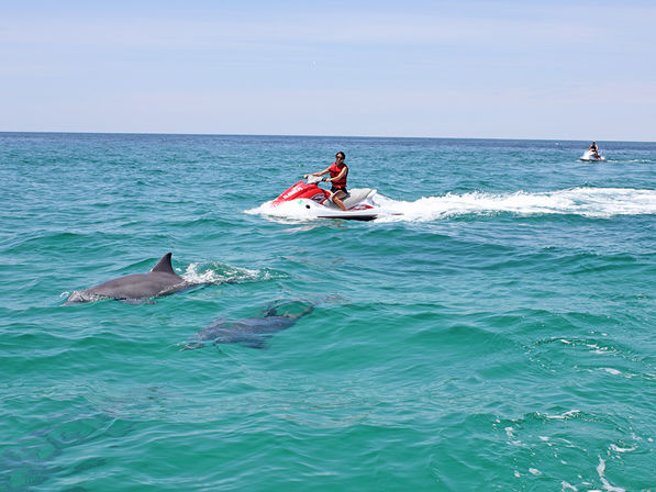 Jet ski rider in a red life vest cruising across clear turquoise ocean as two dolphins surface nearby, with another jet ski in the distance — vibrant coastal marine wildlife scene.