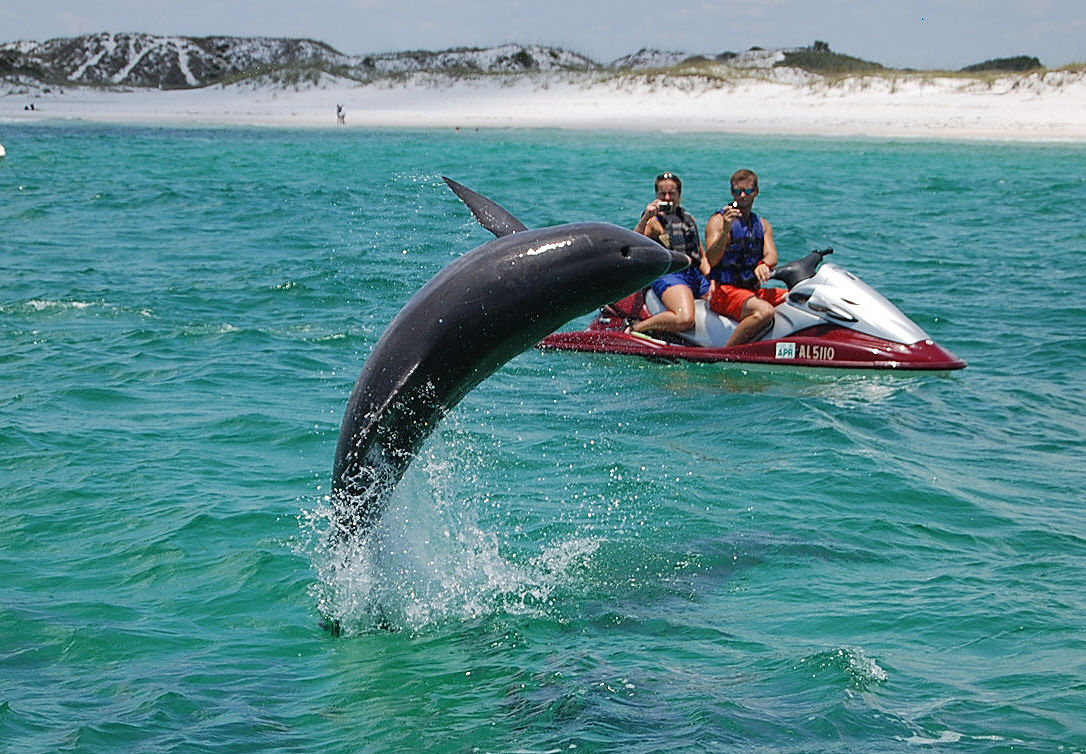 Playful dolphin breaching turquoise coastal water near a red jet ski with two riders, sandy dunes and beach in the background