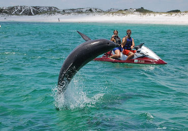 Playful dolphin breaching turquoise coastal water near a red jet ski with two riders, sandy dunes and beach in the background