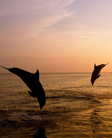 Two dolphins leaping in silhouette over a golden ocean at sunset, pink-orange sky reflecting on calm water