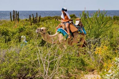 Person riding a camel through coastal cactus scrub with the ocean horizon in the background, colorful saddle blanket and sunny beachside desert scene