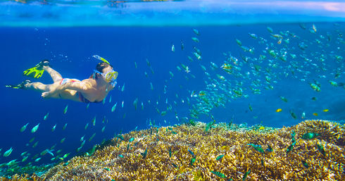 Incredible Excursions, Tours & Boat Rentals in Cabo image 220