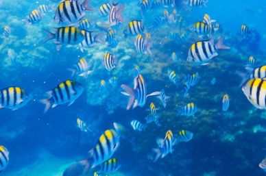 Incredible Excursions, Tours & Boat Rentals in Cabo image 189