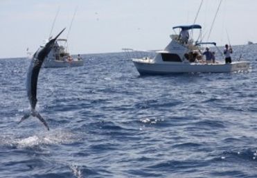 Billfish leaping from the open ocean beside sportfishing boats with anglers — offshore deep-sea fishing action shot