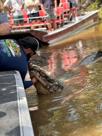 Tour guide leaning from a boat holding a large alligator’s snout in murky Louisiana swamp water while tourists on a nearby airboat watch