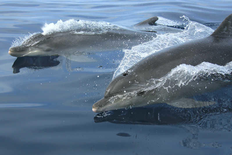 Two bottlenose dolphins surfacing side-by-side in the calm open ocean, water splashing over their sleek gray bodies — marine wildlife in motion.