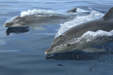 Two bottlenose dolphins surfacing side-by-side in the calm open ocean, water splashing over their sleek gray bodies — marine wildlife in motion.