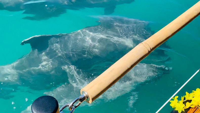 Two manta rays gliding in clear turquoise tropical water beside a boat, seen from the deck with a bamboo railing and bright yellow flowers.