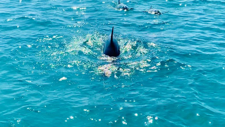 Pod of dolphins with dorsal fins breaking turquoise ocean surface, sunlight sparkling on the water—playful marine wildlife scene