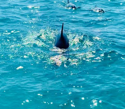 Pod of dolphins with dorsal fins breaking turquoise ocean surface, sunlight sparkling on the water—playful marine wildlife scene