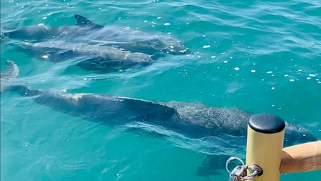 Several dolphins gliding just beneath the clear turquoise sea surface beside a wooden boat post and metal ring, viewed from a boat.