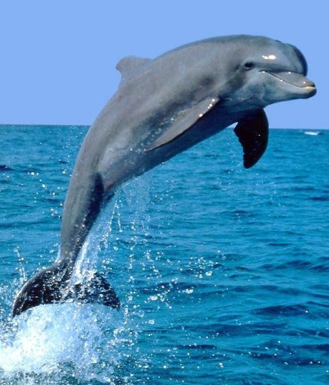 Playful bottlenose dolphin leaping from turquoise open ocean, mid-air splash against a clear blue sky.