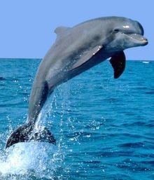 Playful bottlenose dolphin leaping from turquoise open ocean, mid-air splash against a clear blue sky.