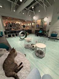 wicks & whiskers, a kitten & kandle experience image 5