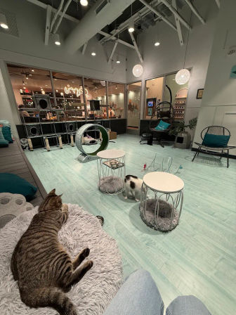 wicks & whiskers, a kitten & kandle experience image 5