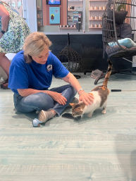 Candle Making and Kitten Play Class in Charlotte, NC image 3