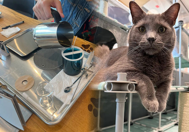 wicks & whiskers, a kitten & kandle experience image 1