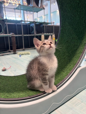 Candle Making and Kitten Play Class in Charlotte, NC. A kitten & kandle experience! image 8