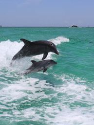 Two playful dolphins leaping through turquoise coastal waters with white foamy waves and a clear blue sky