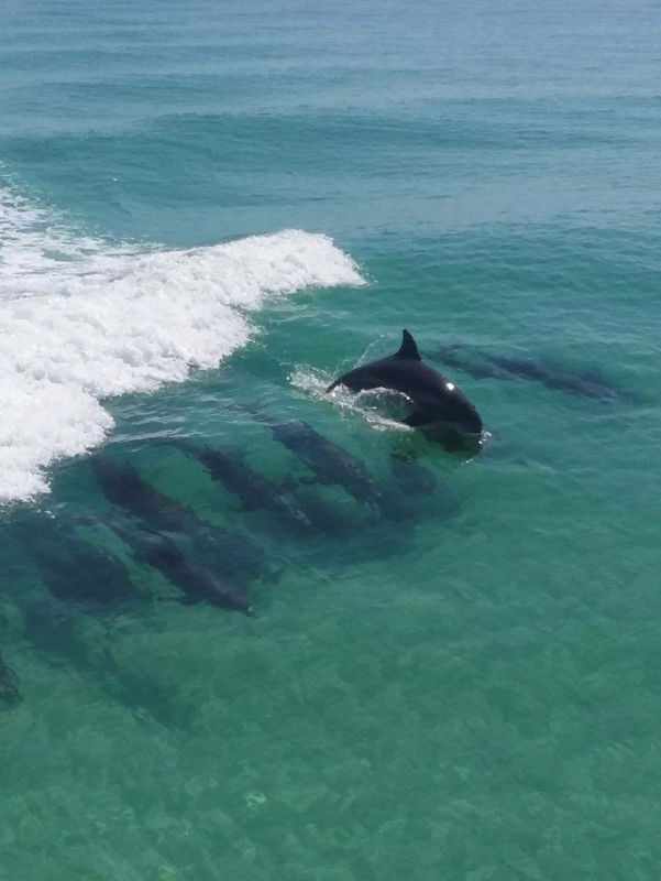 Aerial view of a large pod of dolphins swimming in clear turquoise coastal water near a breaking wave close to shore