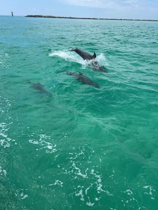 Pod of dolphins leaping and swimming in vibrant turquoise coastal water near a rocky breakwater under a sunny sky.
