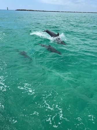 Pod of dolphins leaping and swimming in vibrant turquoise coastal water near a rocky breakwater under a sunny sky.