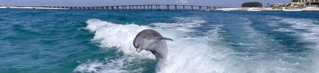 Bottlenose dolphin leaping through a boat wake in turquoise coastal waters with a sandy shoreline and long pier on a sunny day