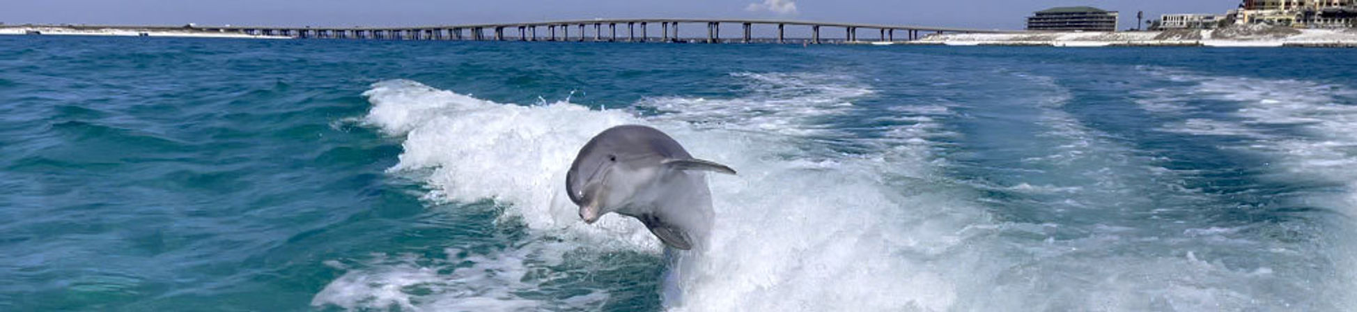 Playful bottlenose dolphin riding a breaking turquoise wave near a long coastal pier and sandy beachfront under a blue sky