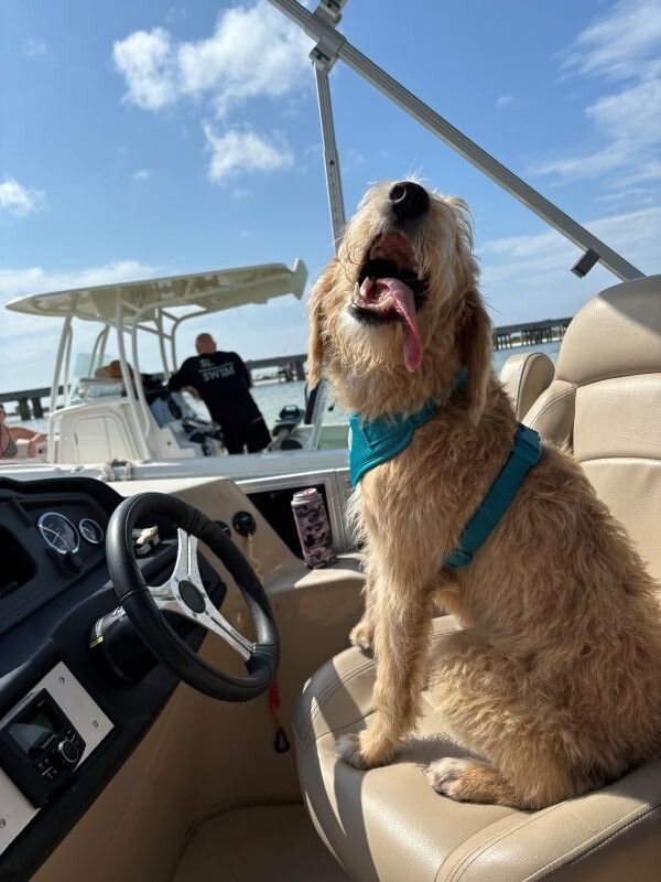 Fluffy dog wearing a teal harness sitting on a boat captain's seat with its tongue out, sunny day at a marina with water, dock, and other boats in the background.